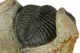 Zlichovaspis Trilobite - Morocco #137283-5
